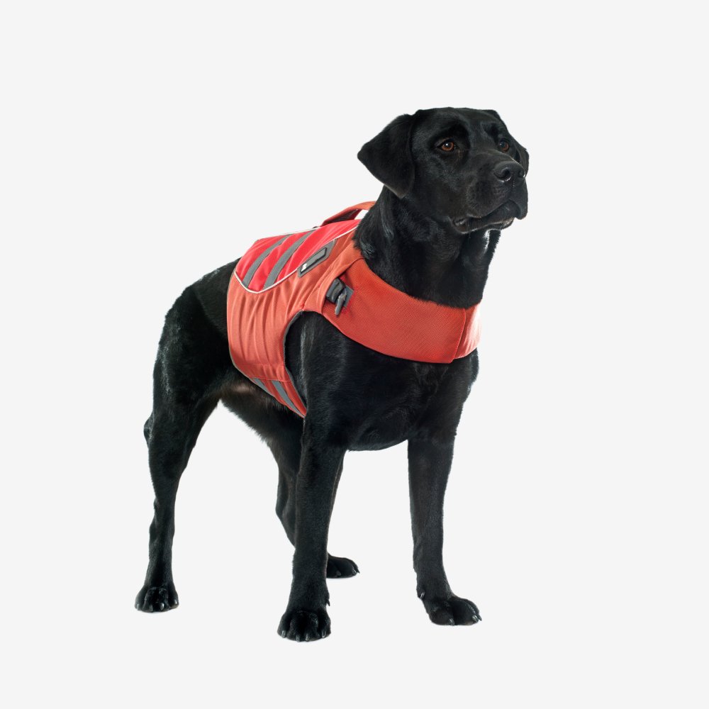 epicpaws-product (3)